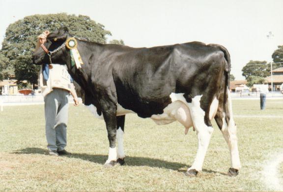 Janaba do Morro - Campe nacional vaca adulta em 1998, Uberaba, MG