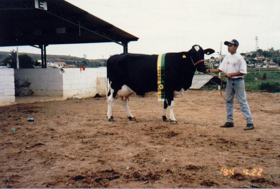 Janaba do Morro - Grande campe em Oliveira, 1998