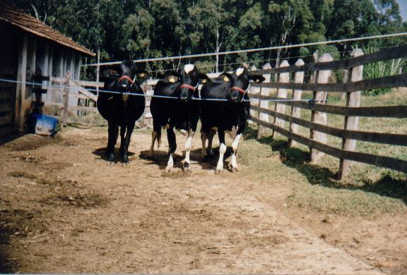 CONJUNTO CAMPEO PROGNIE DE PAI na estadual de BH 1998