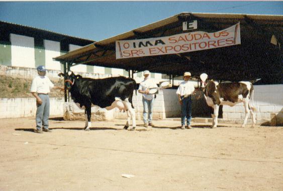 Janaba do Morro, campe vaca quatro anos e Esplanada Incline do Morro, melhor fmea jovem - Exposio Oliveira 1996.